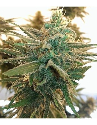 Lemon Kush Cannabis Seeds Feminized