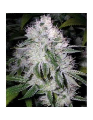 White Widow Cannabis Seeds Feminized