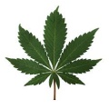indica cannabis seeds