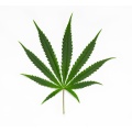 Sativa-dominant marijuana strains