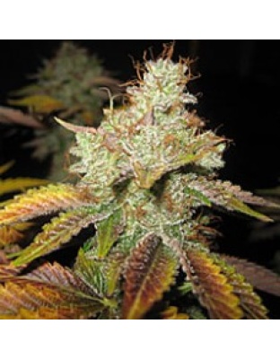 Master Kush Cannabis Seeds Feminized