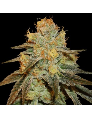 Bruce Banner Weed Seeds