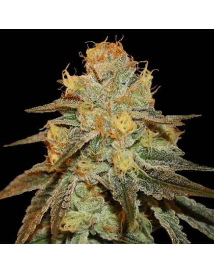 Bruce Banner Weed Seeds