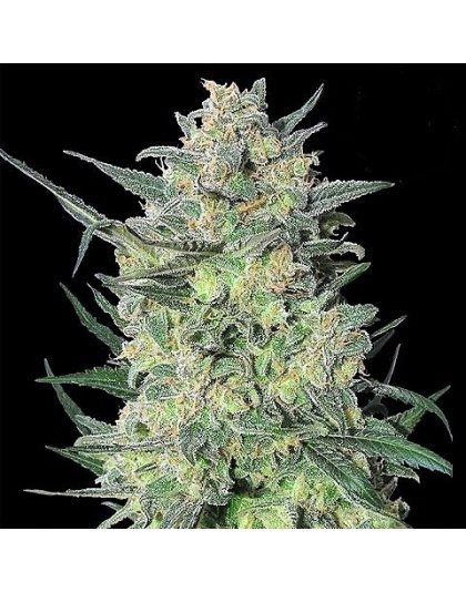 LSD Cannabis Seeds