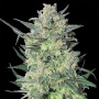 LSD Cannabis Seeds