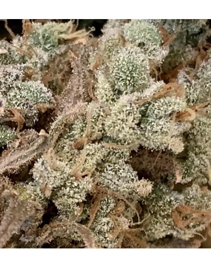 Bruce Banner Fast Version