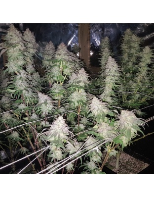 Fruity Pebble OG Cannabis 