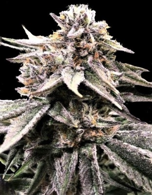 Fruity OG Kush Cannabis