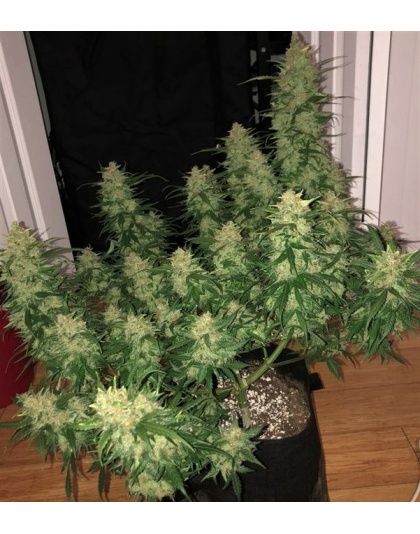 AUTO WEDDING CAKE Cannabis 