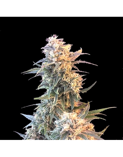God Kush Cannabis seeds