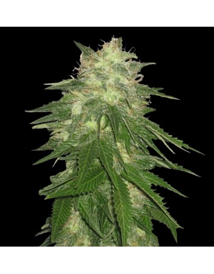 Hash bud Feminised Seeds