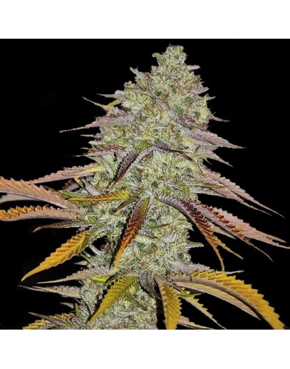Lemon OG Kush Cannabis Seeds Feminized