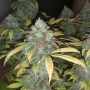 Secret Garden Seed Bank Quebec Blue Cannabis Seeds Feminized