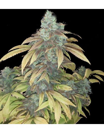 Quebec Blue Cannabis Seeds 
