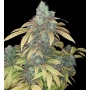 Quebec Blue Cannabis Seeds 