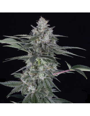 Blast Cannabis
