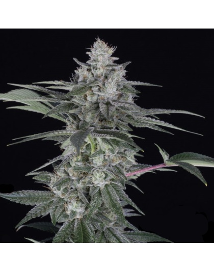 Blast Cannabis