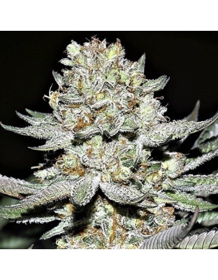 Hash Plant Cannabis