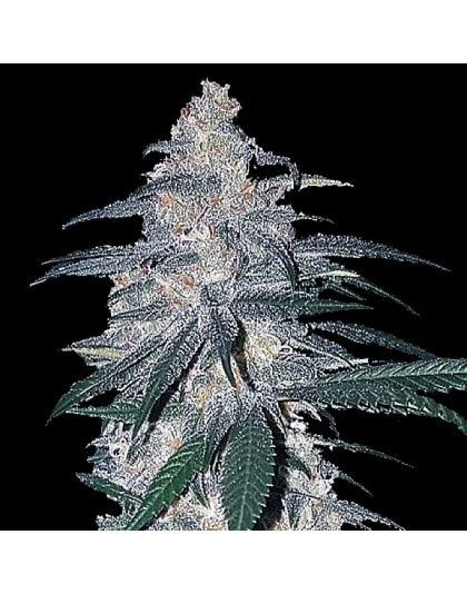 White Dream Cannabis Seeds Feminized