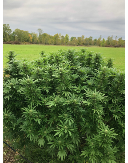 LSD Cannabis