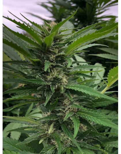 LSD Cannabis