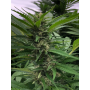 LSD Cannabis