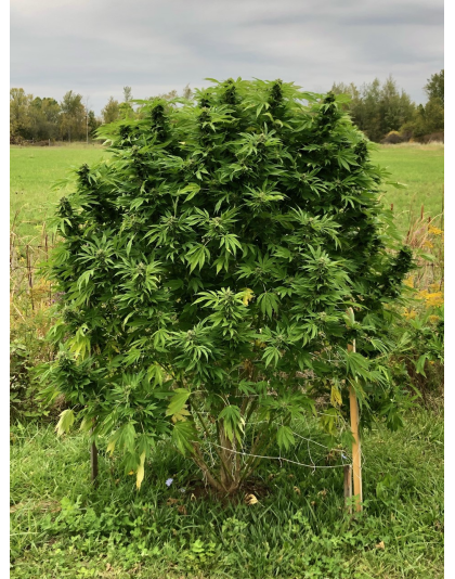 Quebec Blue Cannabis