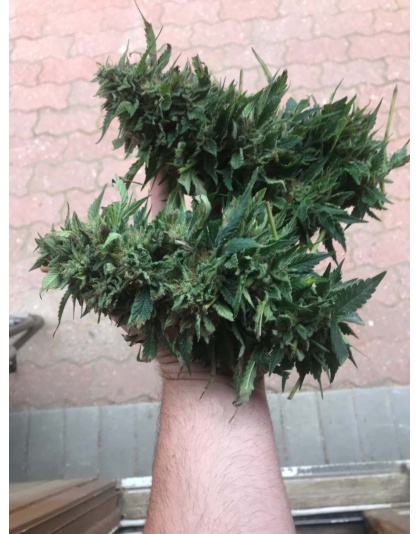 Quebec Blue Cannabis 