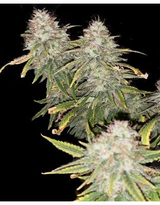 GREEN CRACK Feminized