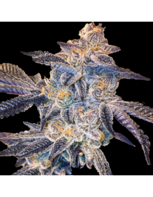 AUTO Girl Scout Cookies Feminized Cannabis Seeds