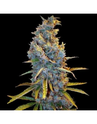 Amnesia Lemon Fast Version Feminized Cannabis Seeds