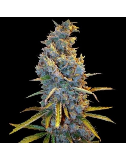 Amnesia Lemon Fast Version Feminized Cannabis Seeds