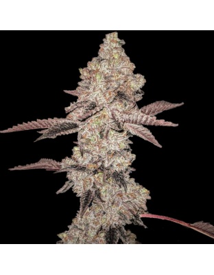 Animal Gelato Cannabis Seeds Feminized