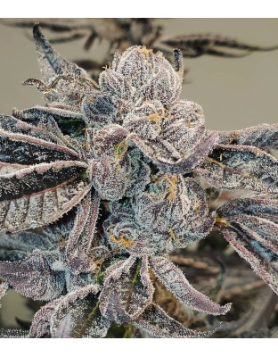 Runtz Feminized Cannabis Seeds	