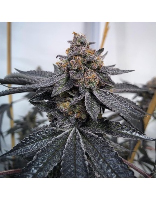 do si do Feminized Cannabis Seeds