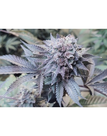 Roji OGS Cannabis Seeds Feminized