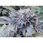 Roji OGS Cannabis Seeds Feminized