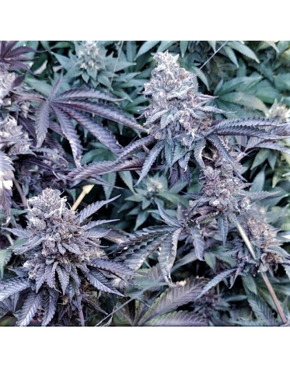 Strawberry Purp Feminized Cannabis Seeds	