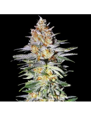 Ghost Train Haze Cannabis Seeds Feminized
