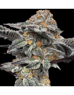 Peanut Butter Breath Cannabis Seeds Feminized	