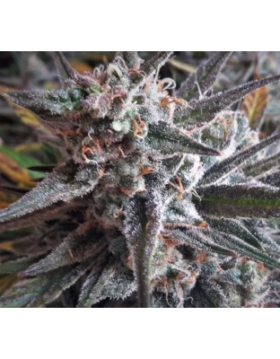 Auto Lambs Breath Cannabis