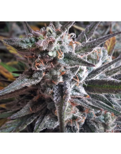 Auto Lambs Breath Cannabis