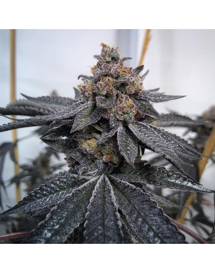 Auto do-si-dos cannabis seeds 