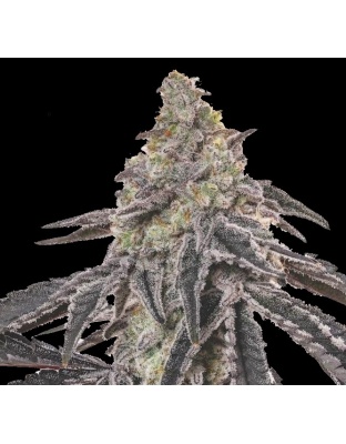 Mac One Feminized Cannabis Seeds
