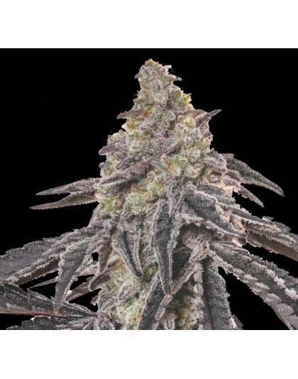 Mac One Feminized Cannabis Seeds
