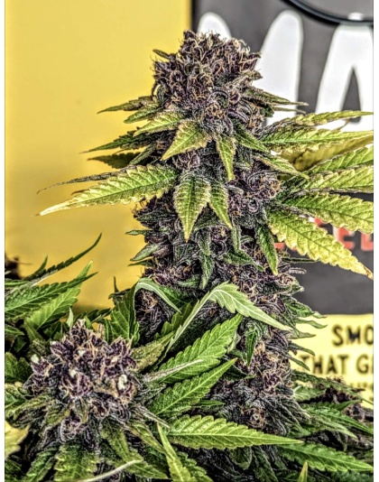 Black bud