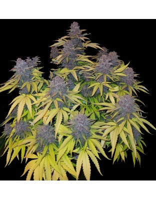 Black Bud Cannabis Seeds Feminized