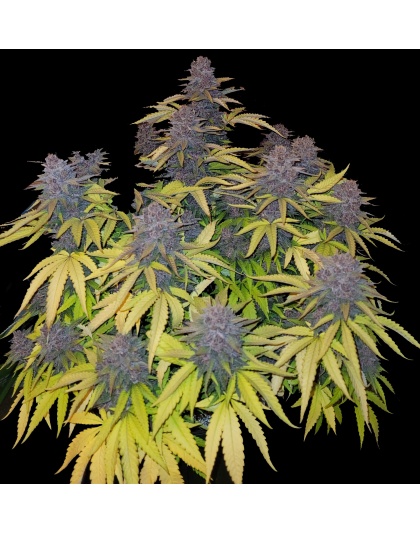 Black Bud Cannabis Seeds Feminized