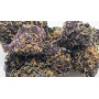 Black Bud Cannabis Seeds Feminized