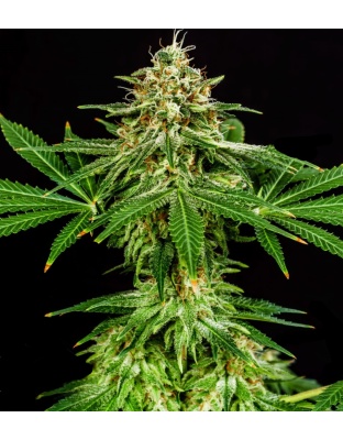 Hellfire OG Cannabis Seeds feminize